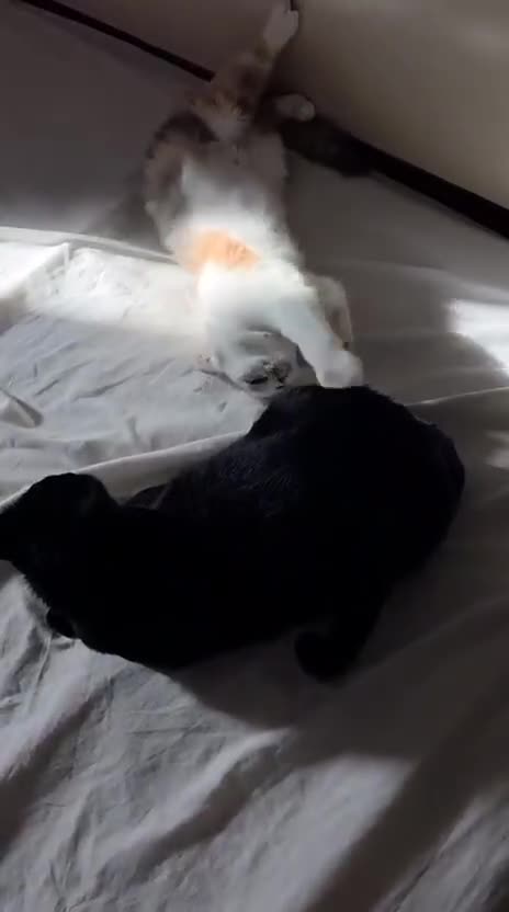 Mixed Breed cats for adoption: FIONA -BEAUTIFUL SOUL READY TO LOVE - Video 3