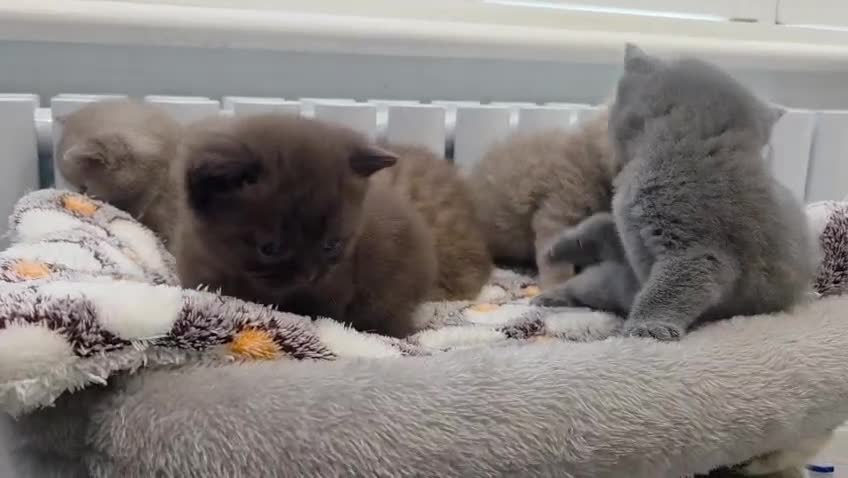 British Shorthair cats for sale: Gorgeous British Shorthair kittens Cute & Adorable - Video 3
