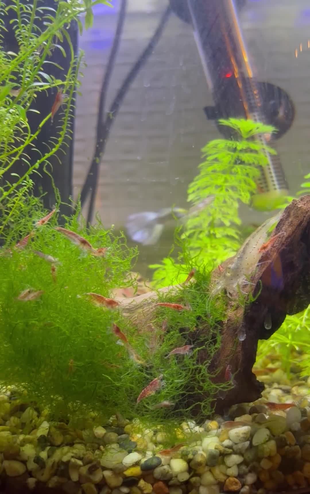 Shrimps fish for sale: Cherry Shrimp for sale  - Video 1