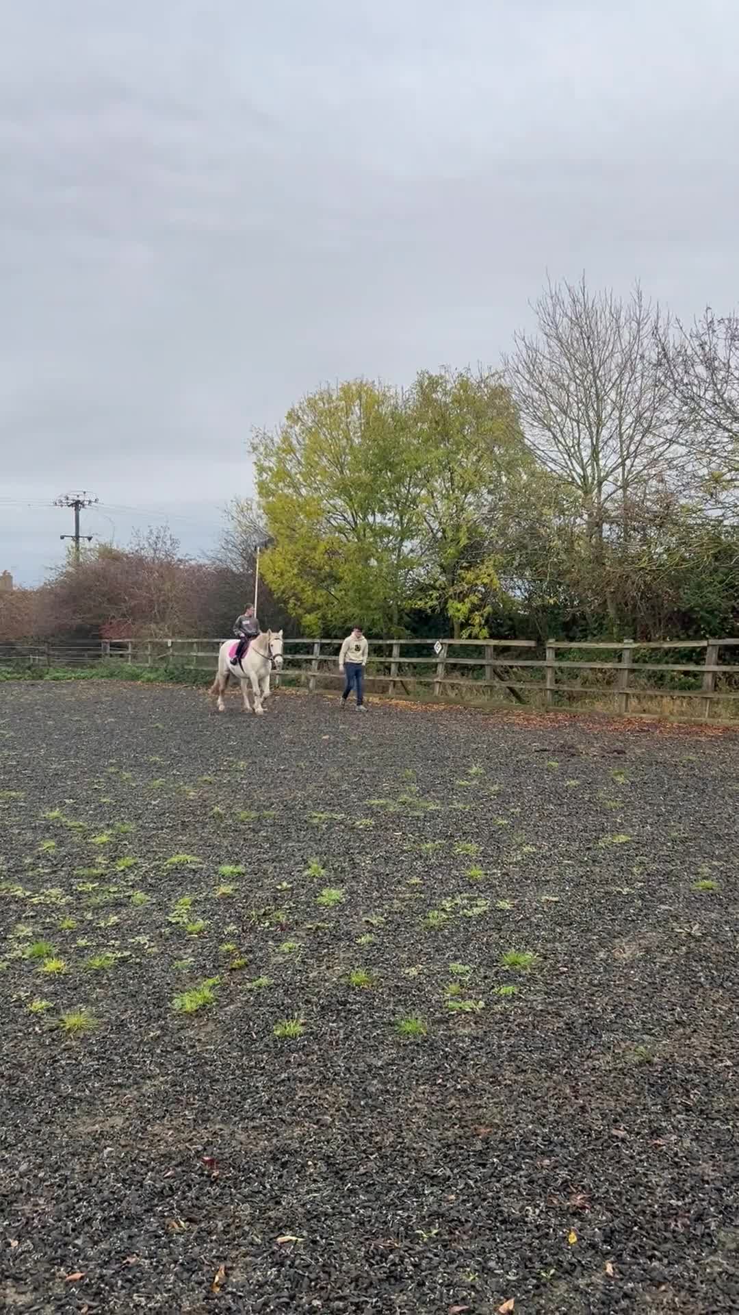 Irish Cob horses for sale: 14.1hh riding mare - Video 2