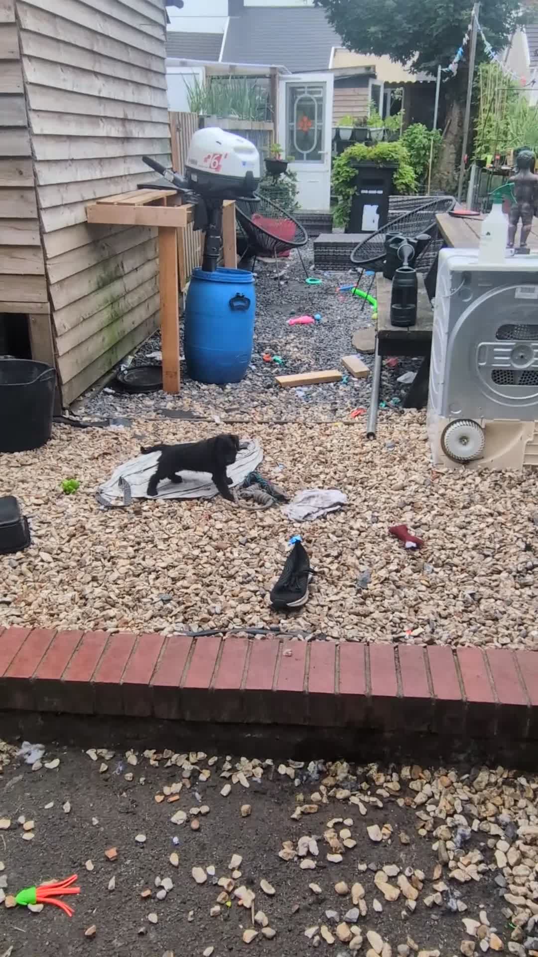 Mixed Breed dogs for sale: Bedllington/Lakeland  in Swansea - Video 1