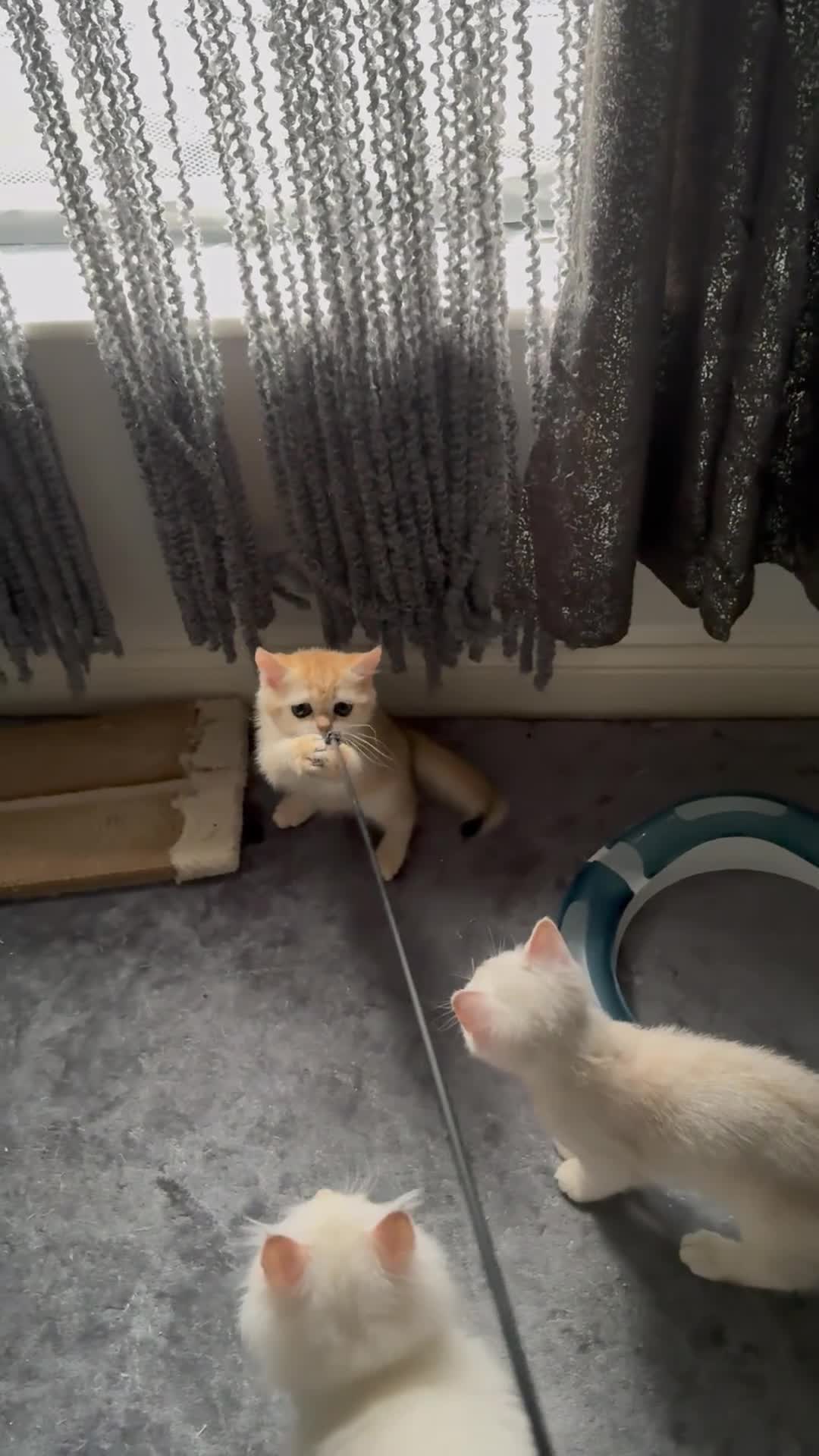 Scottish Fold cats for sale: elite purebred friendly Scottish Fold and Straight - Video 3