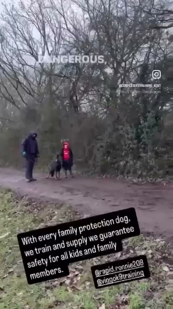 German Shepherd dogs for sale: ALFIE – THE ULTIMATE FAMILY PROTECTOR - Video 3