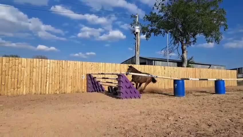 Irish Sports horses for sale: 16hh 4yo conniextb  in Coventry - Video 1