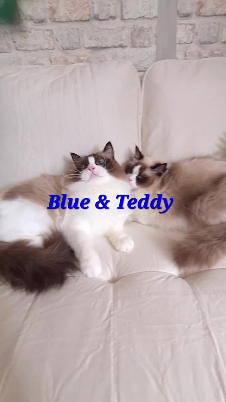 Ragdoll cats for sale: ✨ Exceptional Ragdolls,a distinguished lineage ✨ - Video 4