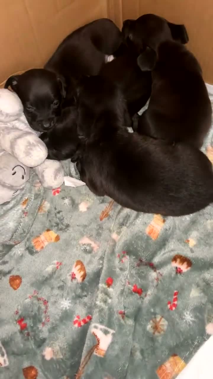 Mixed Breed dogs for sale: 🐾 Beautiful Cockapoo × Staffy Puppies 🐾 - Video 1
