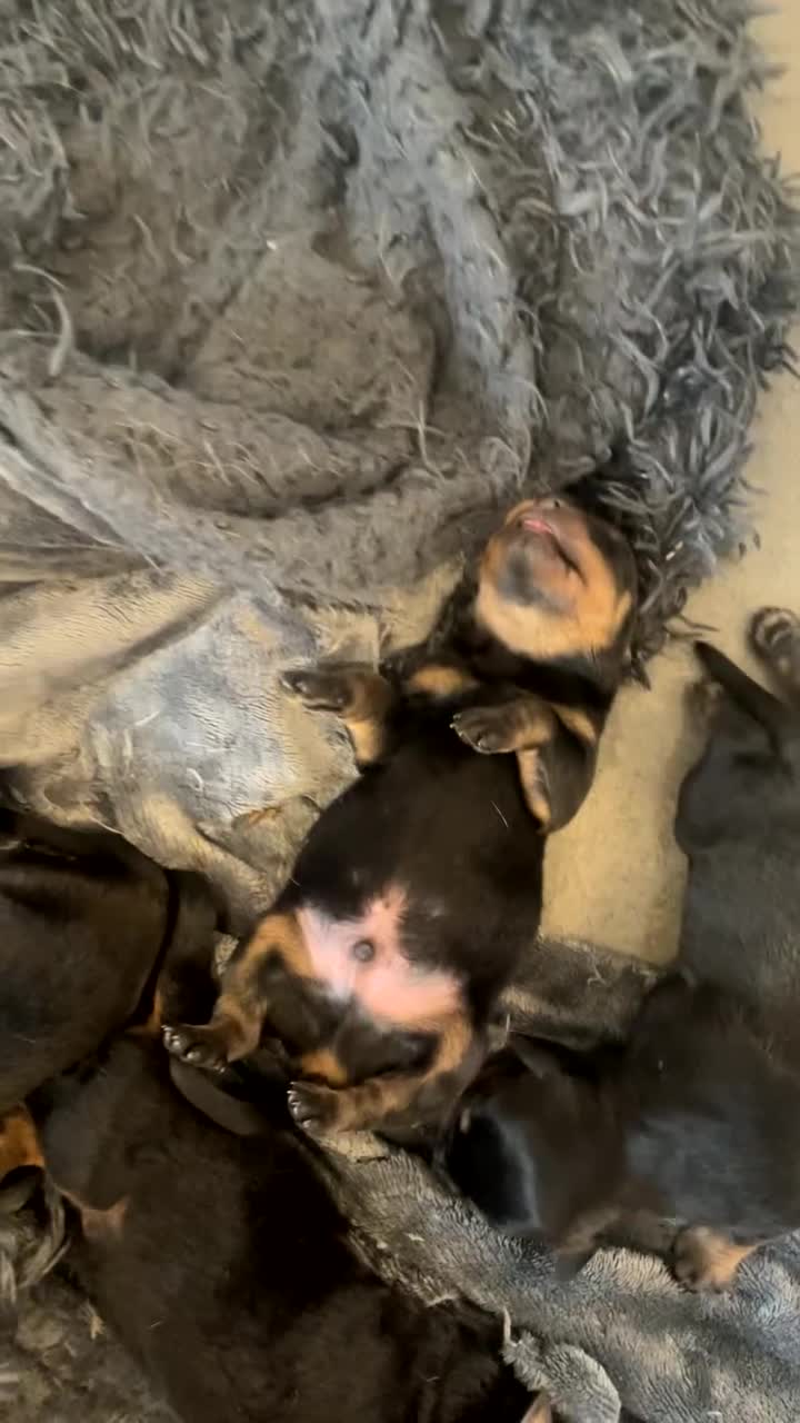 Rottweiler dogs for sale: Stunning litter  - Video 3