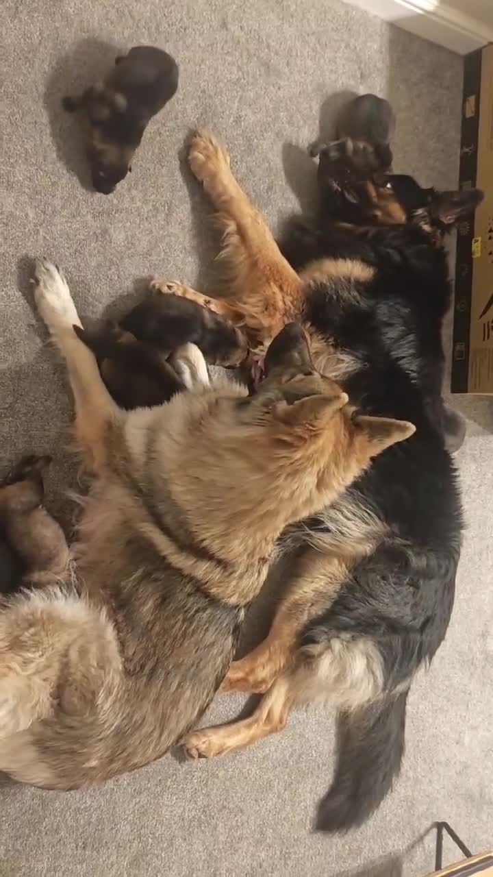 German Shepherd dogs for sale: 100% Purebred XL Long-Hair German Shepherd Puppies - Video 1