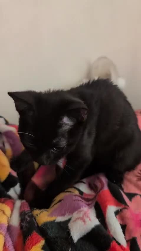 British Shorthair cats for sale: Male and Female Kittens needing forever home  - Video 1