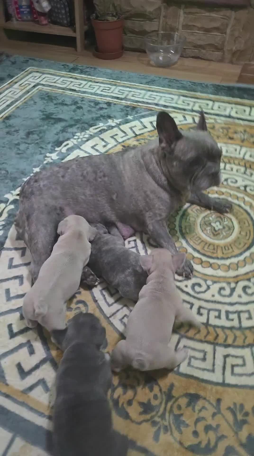 French Bulldog dogs for sale: Beautiful Blue French bulldog  - Video 1