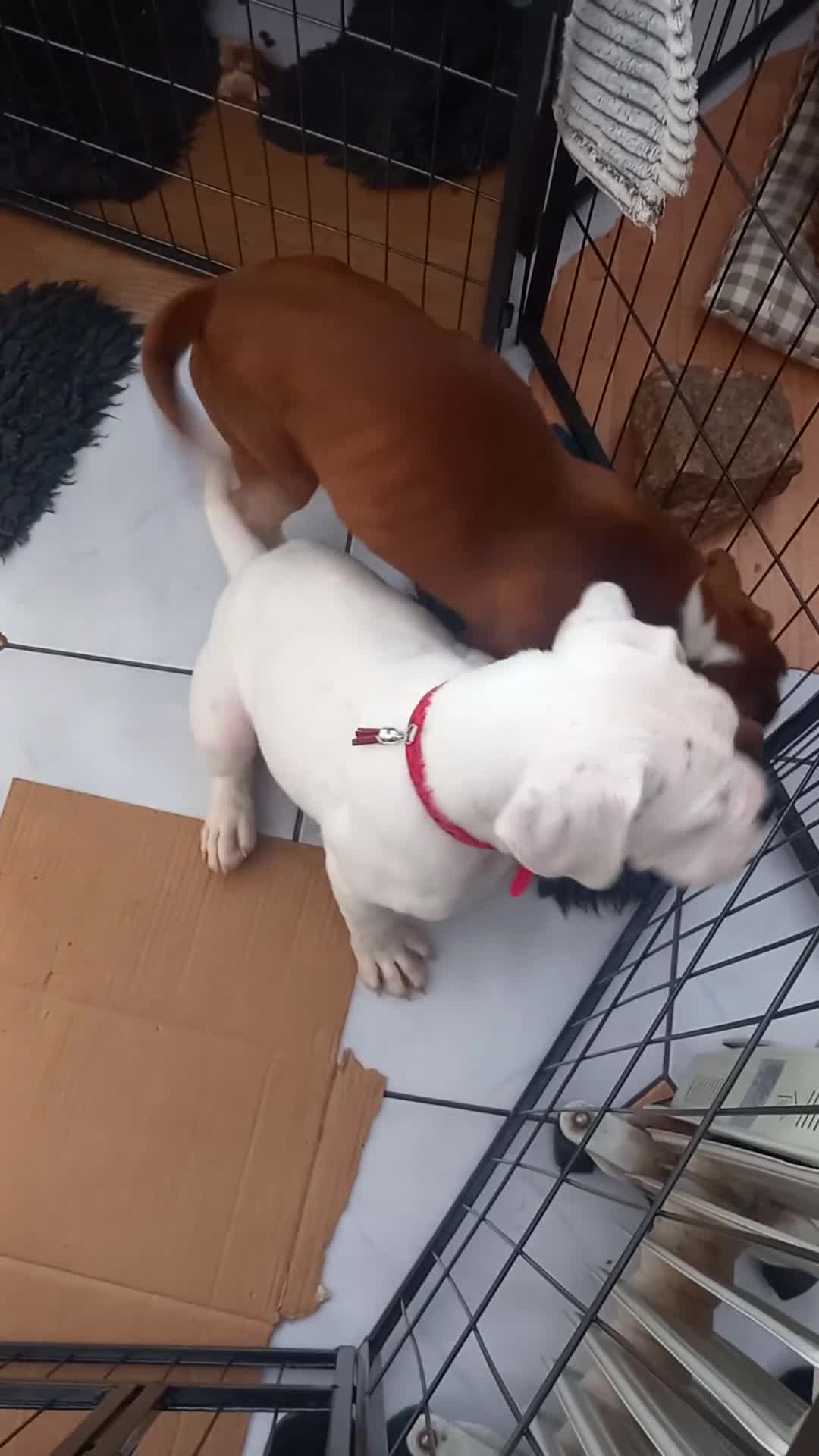 Boxer dogs for sale: Last KC Puppy looking for their forever home - Video 1