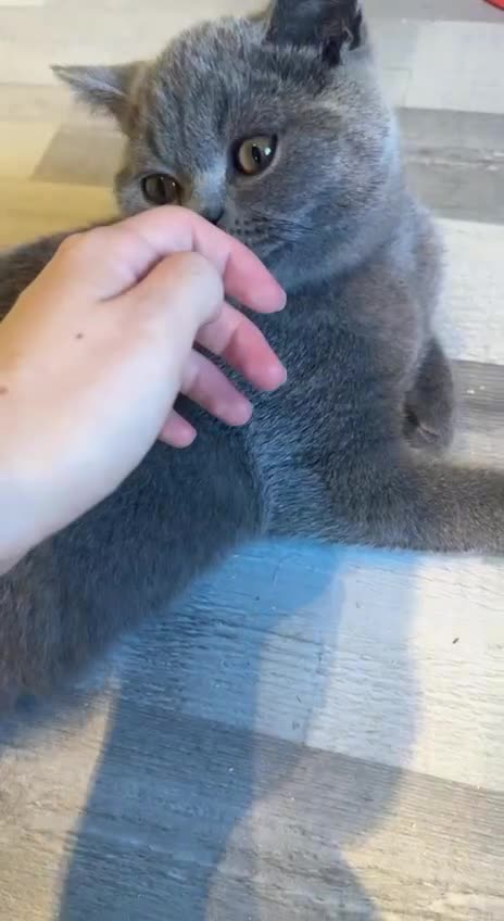 British Shorthair cats for sale: ❣️British Shorthair Kittens Blue❣️ - Video 2