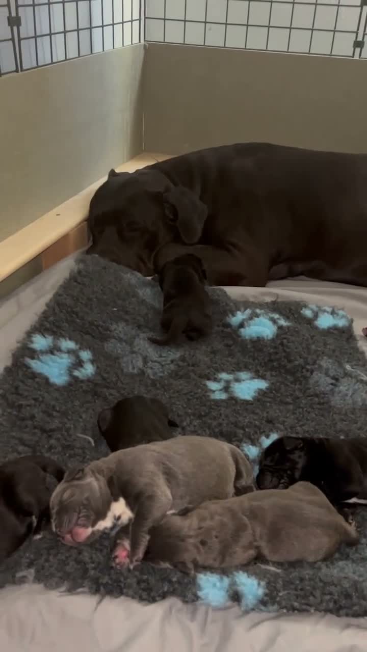 Cane Corso dogs for sale: Beautiful Cane corso for sell  - Video 1