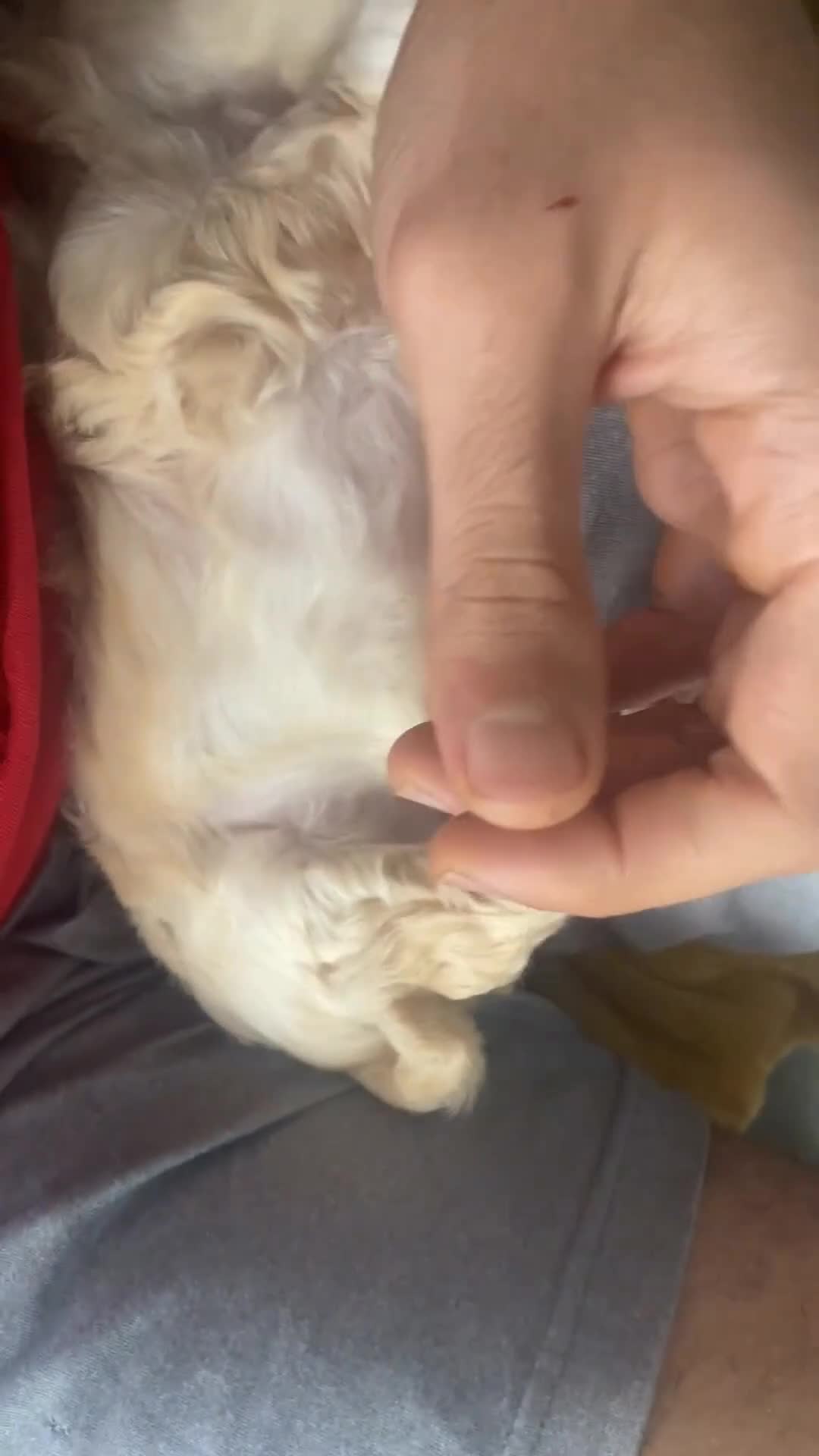 Mixed Breed dogs for sale: Beautiful Maltese & Silky Terrier Puppies - Video 3