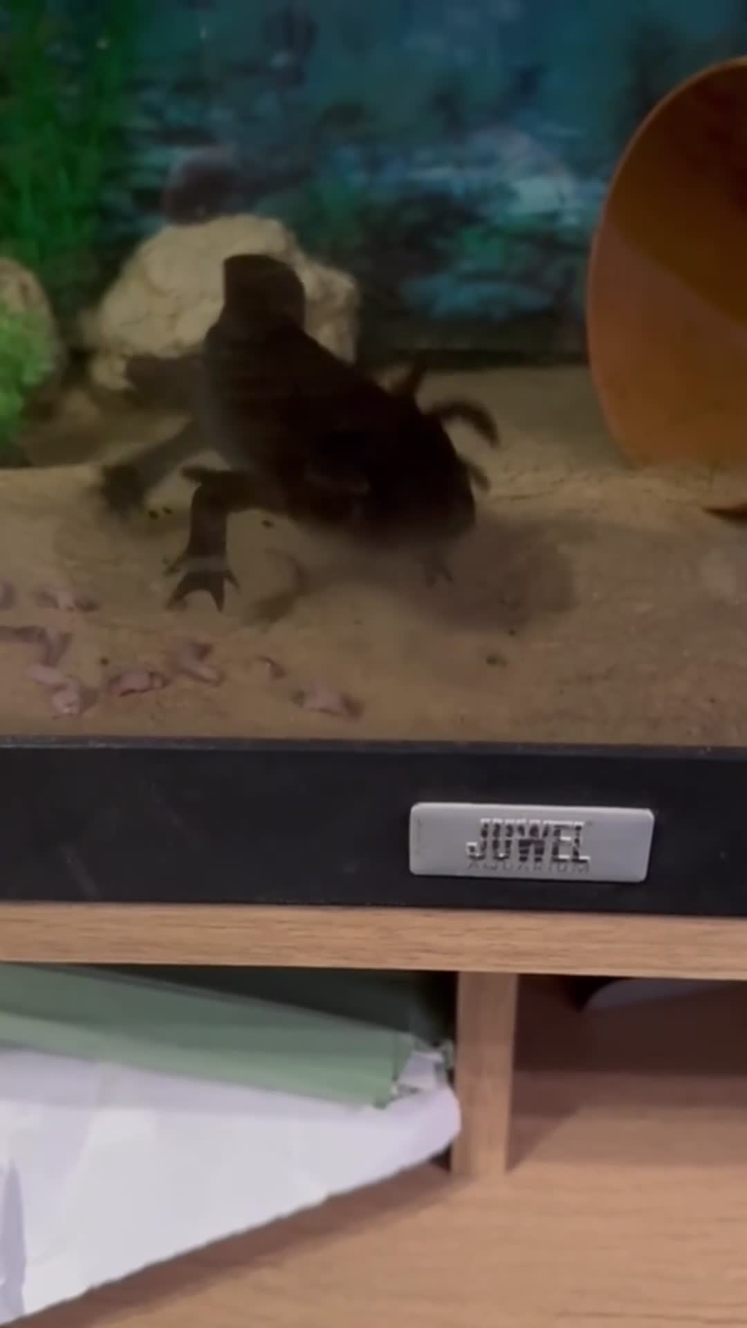 Axolotl reptiles for sale: Male axolotl for sale - Video 1