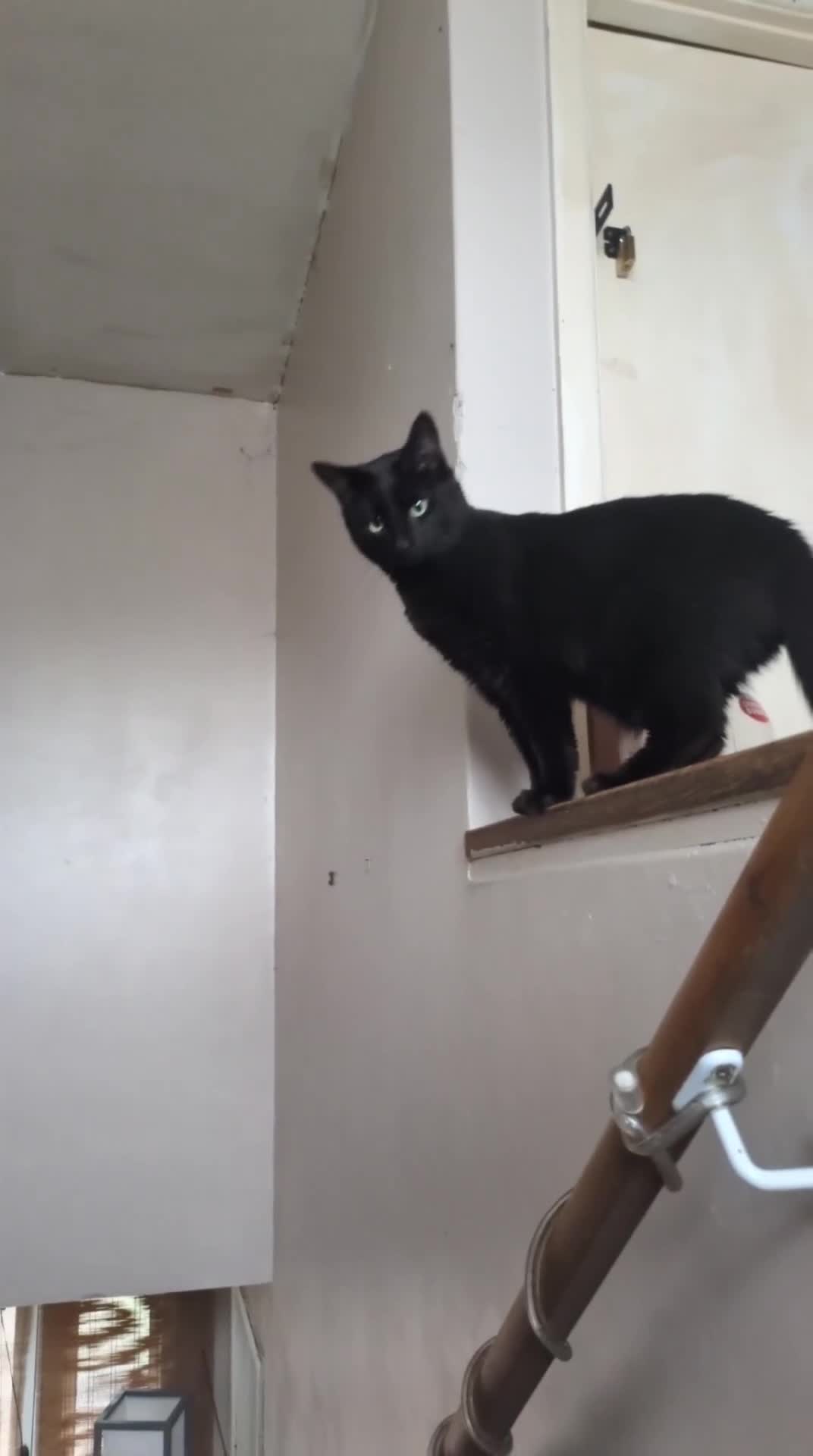 Mixed Breed cats for sale: Urgent rehoming today!  - Video 2