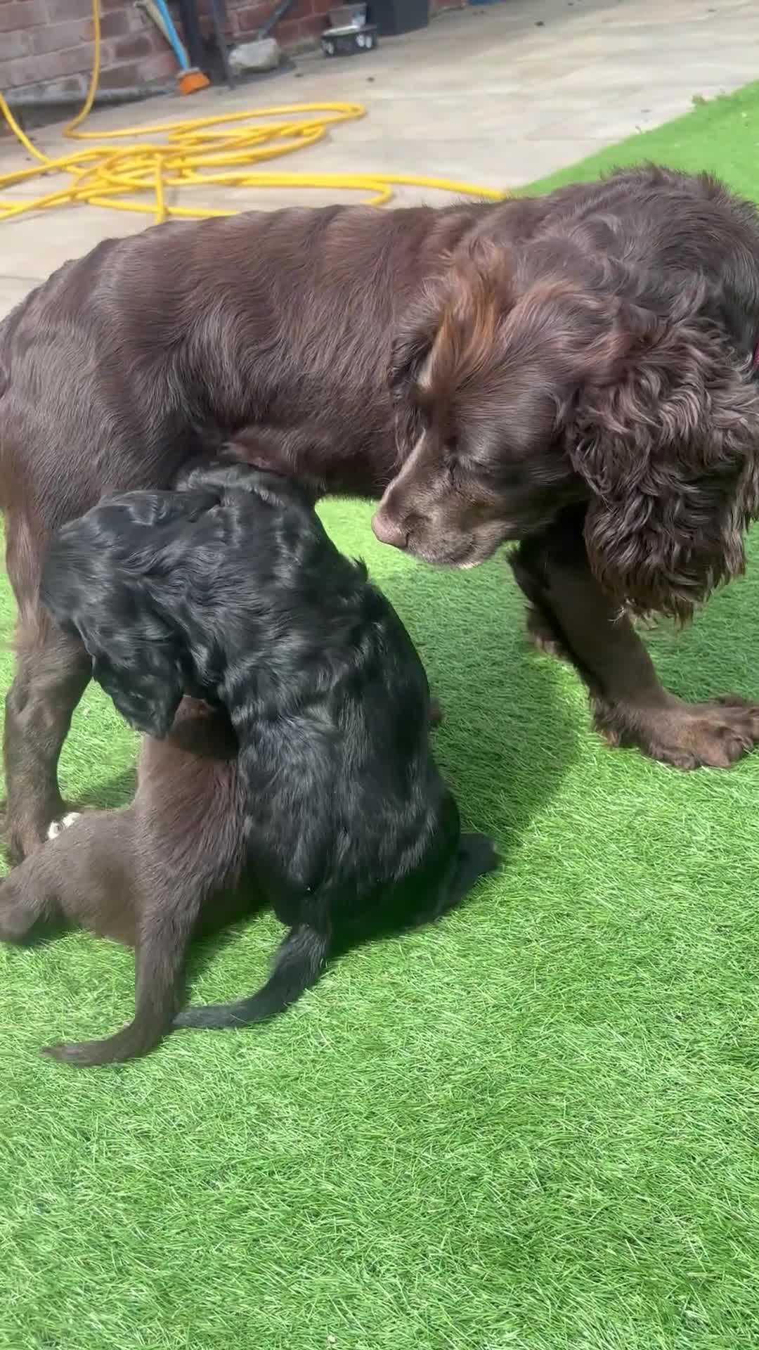 Cocker Spaniel dogs for sale: Black working Cocker Spaniel male - Video 1