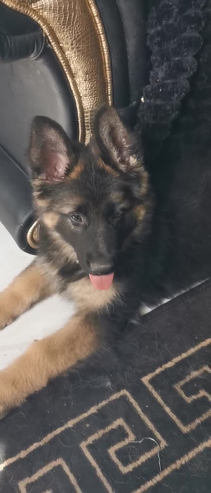 German Shepherd dogs for sale: German shepherd puppies - Video 3
