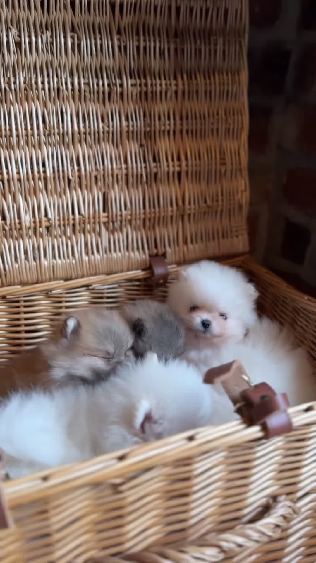 Pomeranian dogs for sale: 🧸 WHITE KC TEDDY BEARS 🧸 TINY, TRUE TYPE! - Video 1