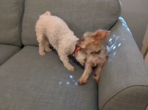 Bichon Frise dogs for adoption: Albie - Bichon For Adoption in Bristol - Video 1