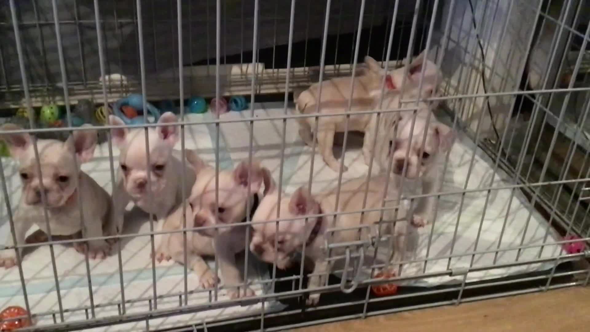 French Bulldog dogs for sale: French bulldog puppies  - Video 2