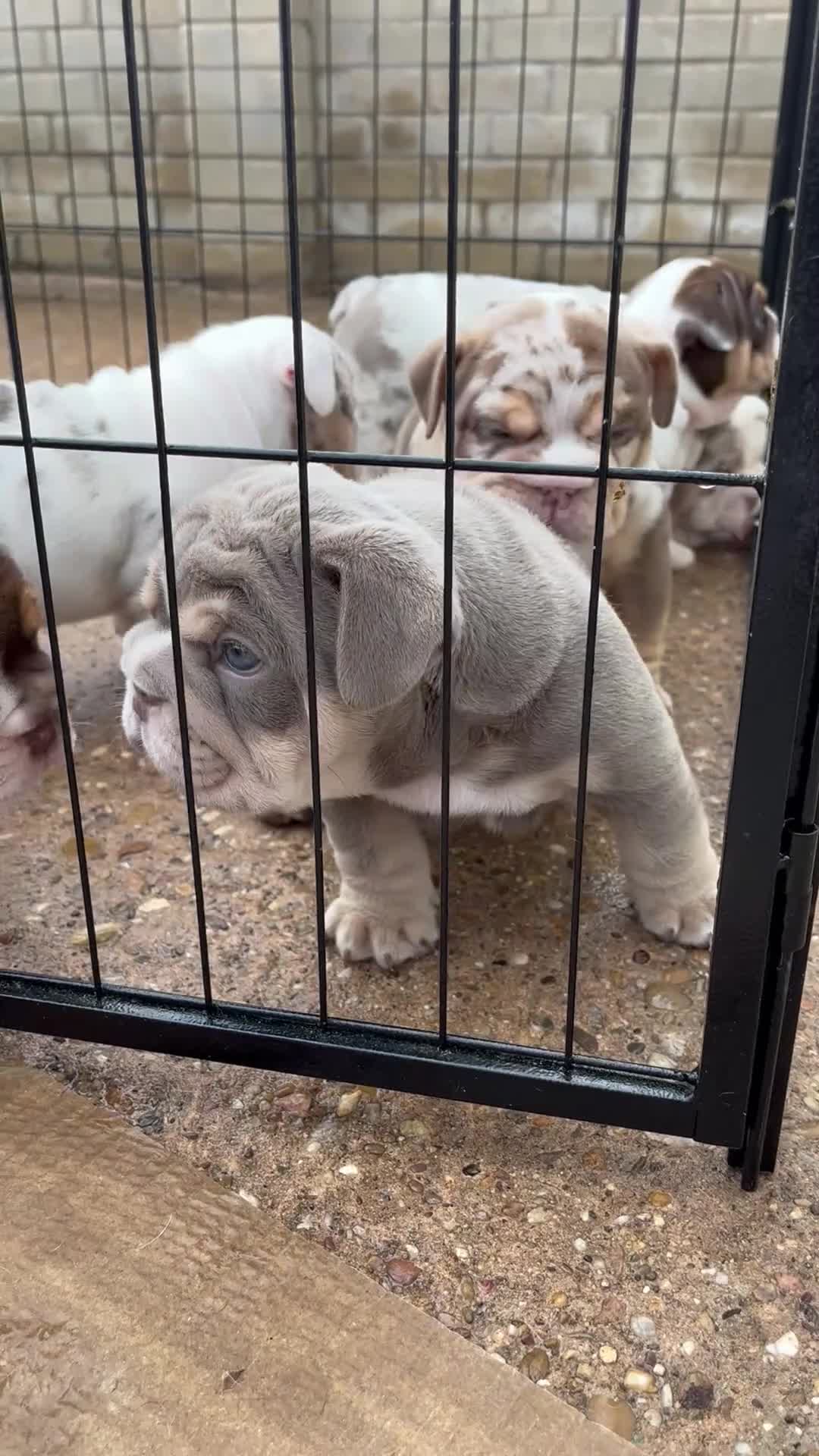 English Bulldog dogs for sale: QC puppies  - Video 1