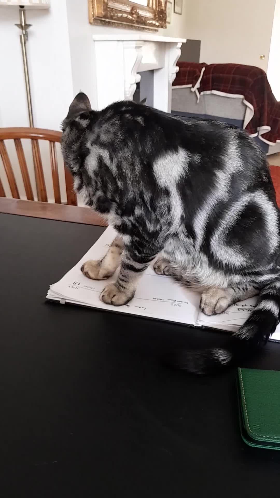 Savannah cats for sale: Full Pedigree & TICA Reg Marble Savannah Kitten - Video 1