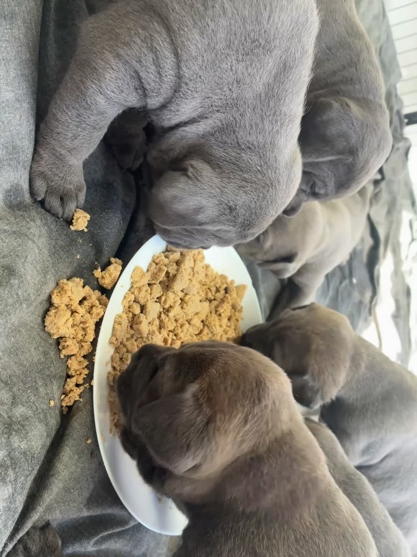 Cane Corso dogs for sale: Beautiful cane corso puppies.  in Liverpool - Video 4