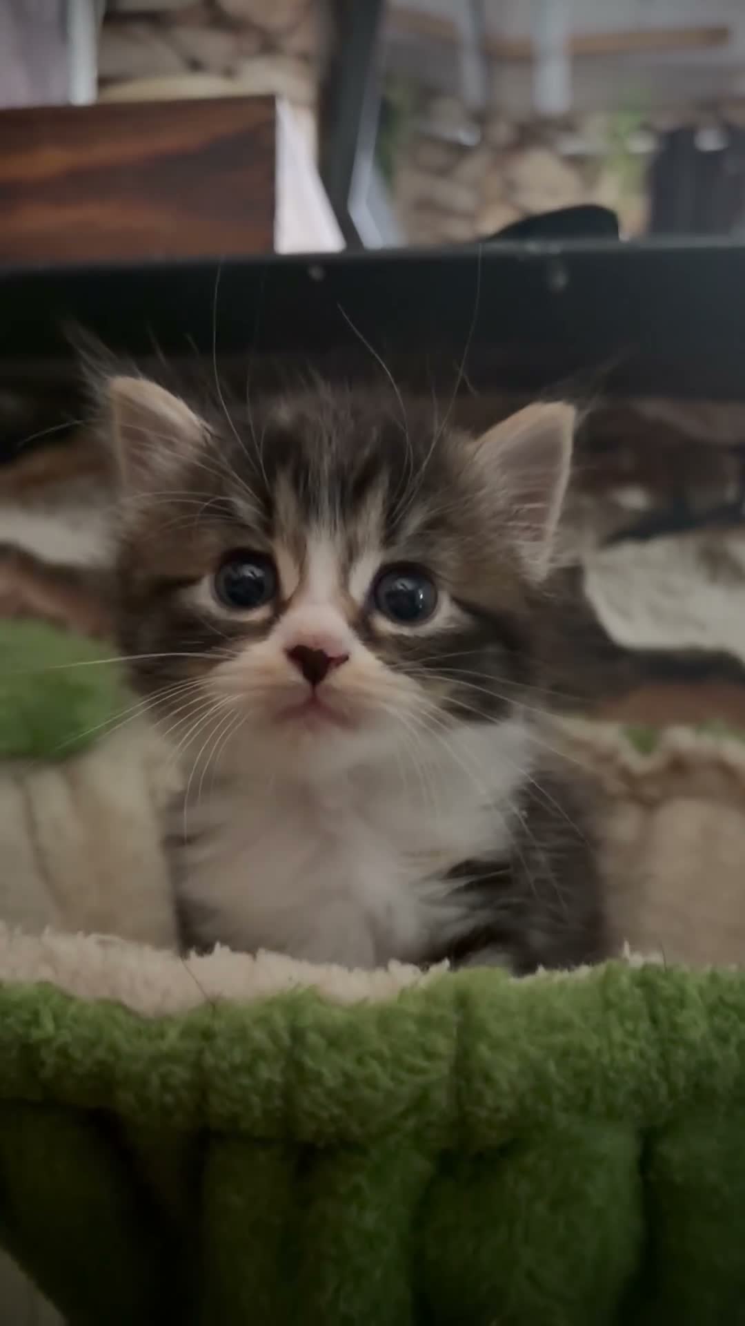 Mixed Breed cats for sale: Persian mix tabbies - Video 2