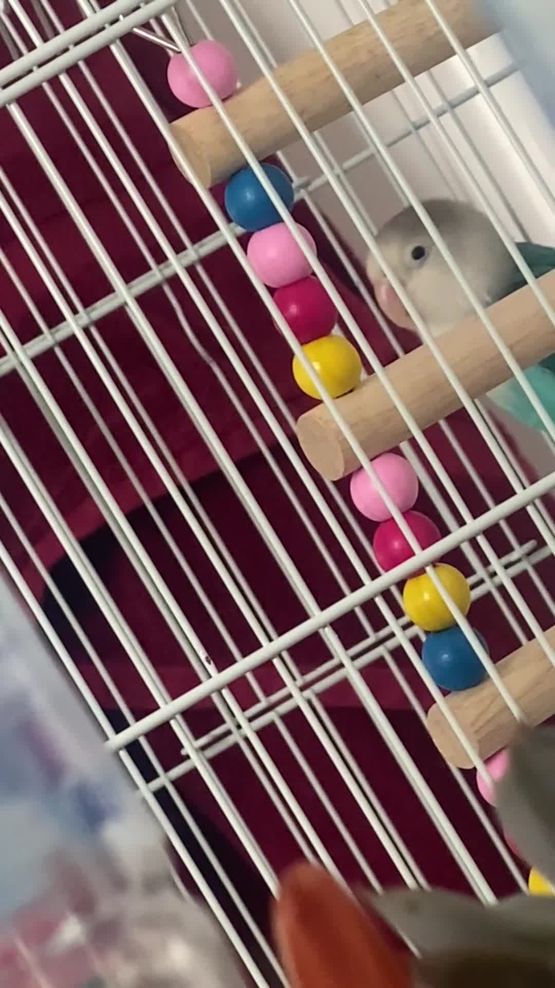 Lovebirds birds for sale: Selling Fischer’s Lovebird (PRICE IS NEGOTIABLE) - Video 1