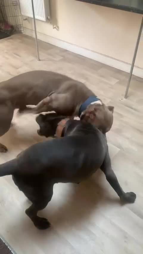 Mixed Breed dogs for sale: Caine corso/ American bully 10 weeks - Video 3