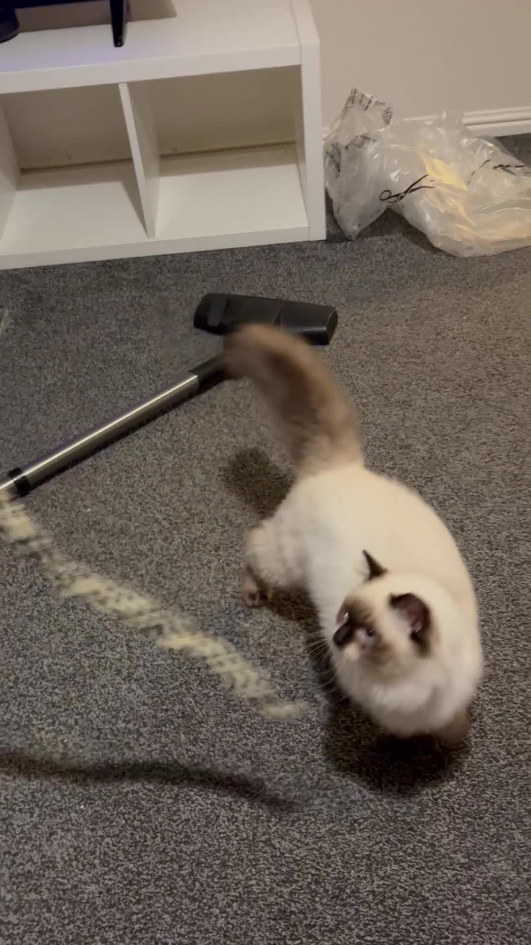 Ragdoll cats for sale: 6 Month Ragdoll😍 - Video 1