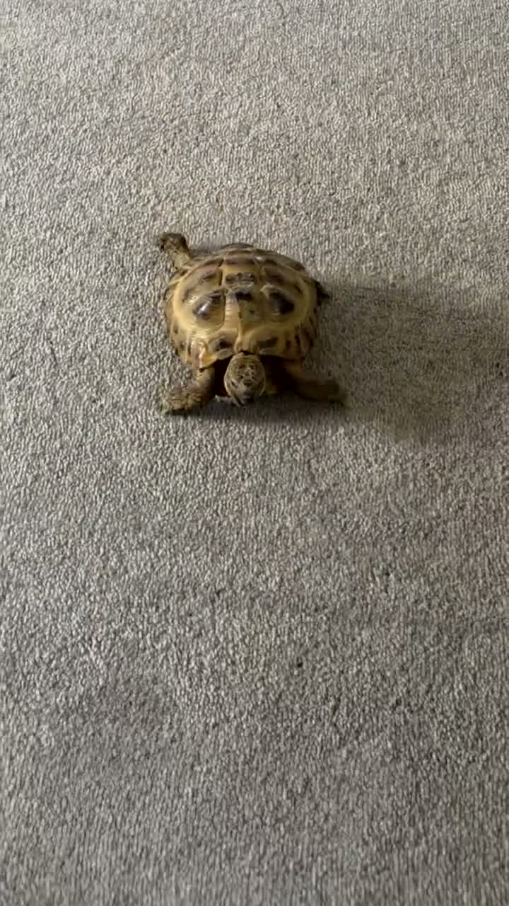 Hermann Tortoise reptiles for sale: Hermann tortoise  in Barnsley - Video 3