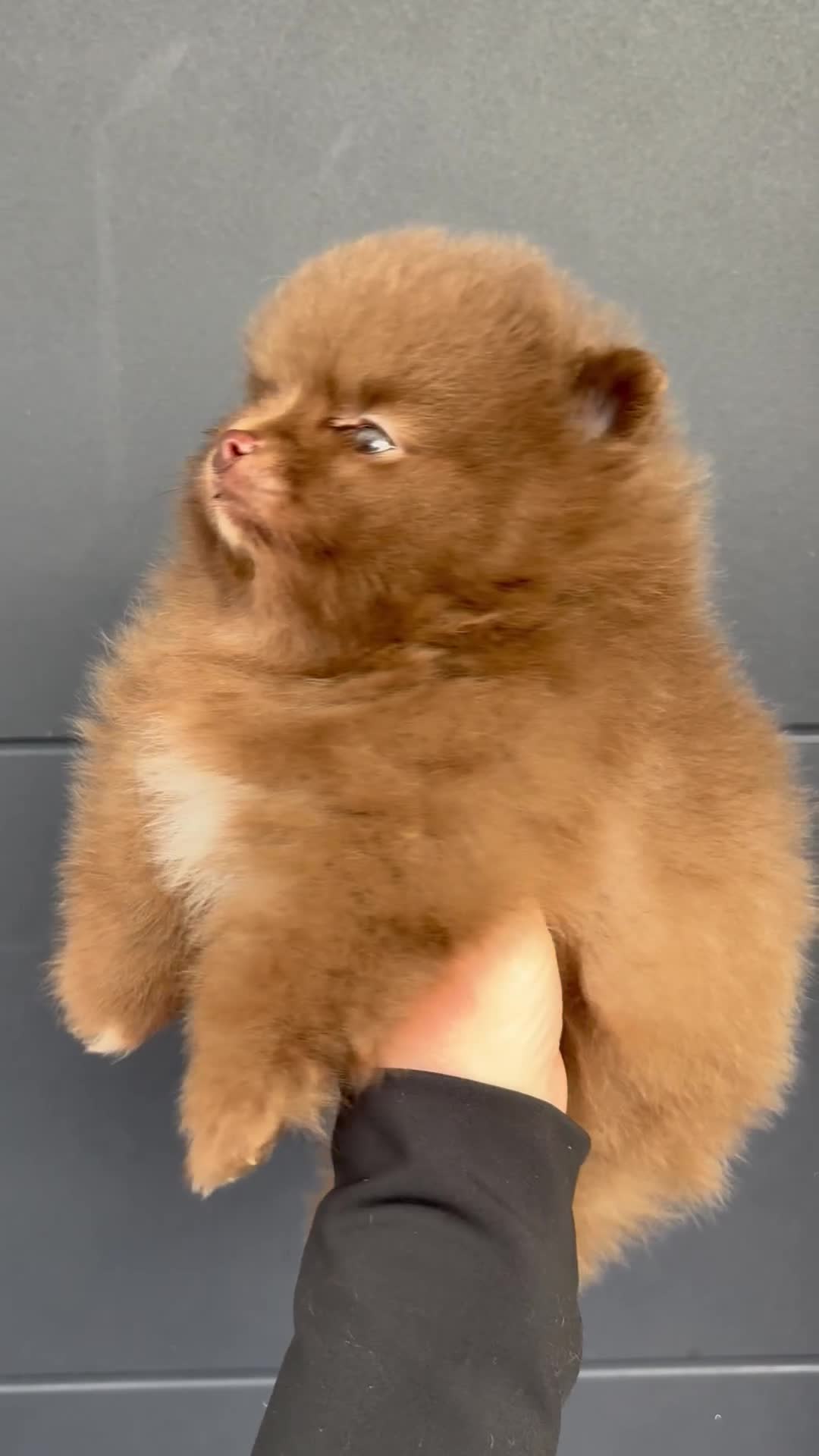 Pomeranian dogs for sale: True type Pomeranian puppy’s KC 🐾🤎🥰🤩🐾 - Video 2