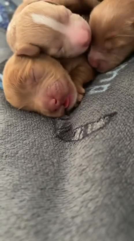 Cockapoo dogs for sale: F2 Cockapoos  - Video 1