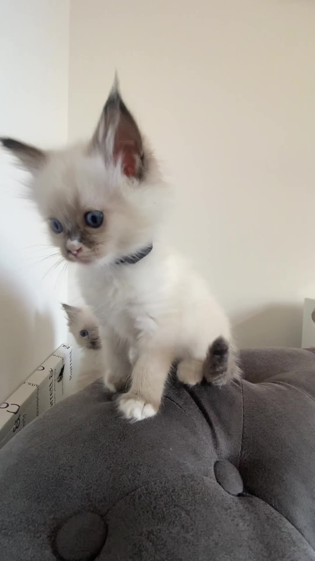 Ragdoll cats for sale: Pedigree Ragdoll Kittens HCM/PKD clear  - Video 3