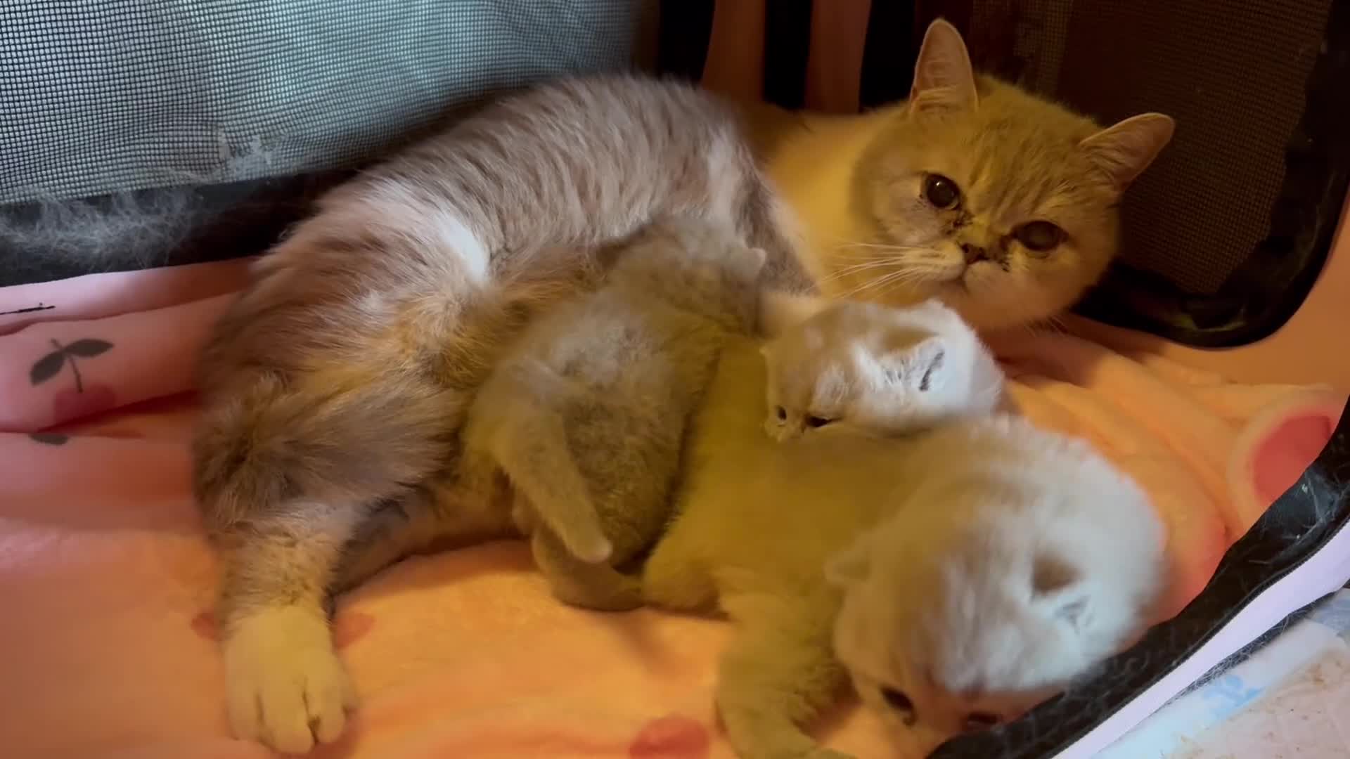 British Shorthair cats for sale: Beautiful British Shorthair Kittens - Video 3