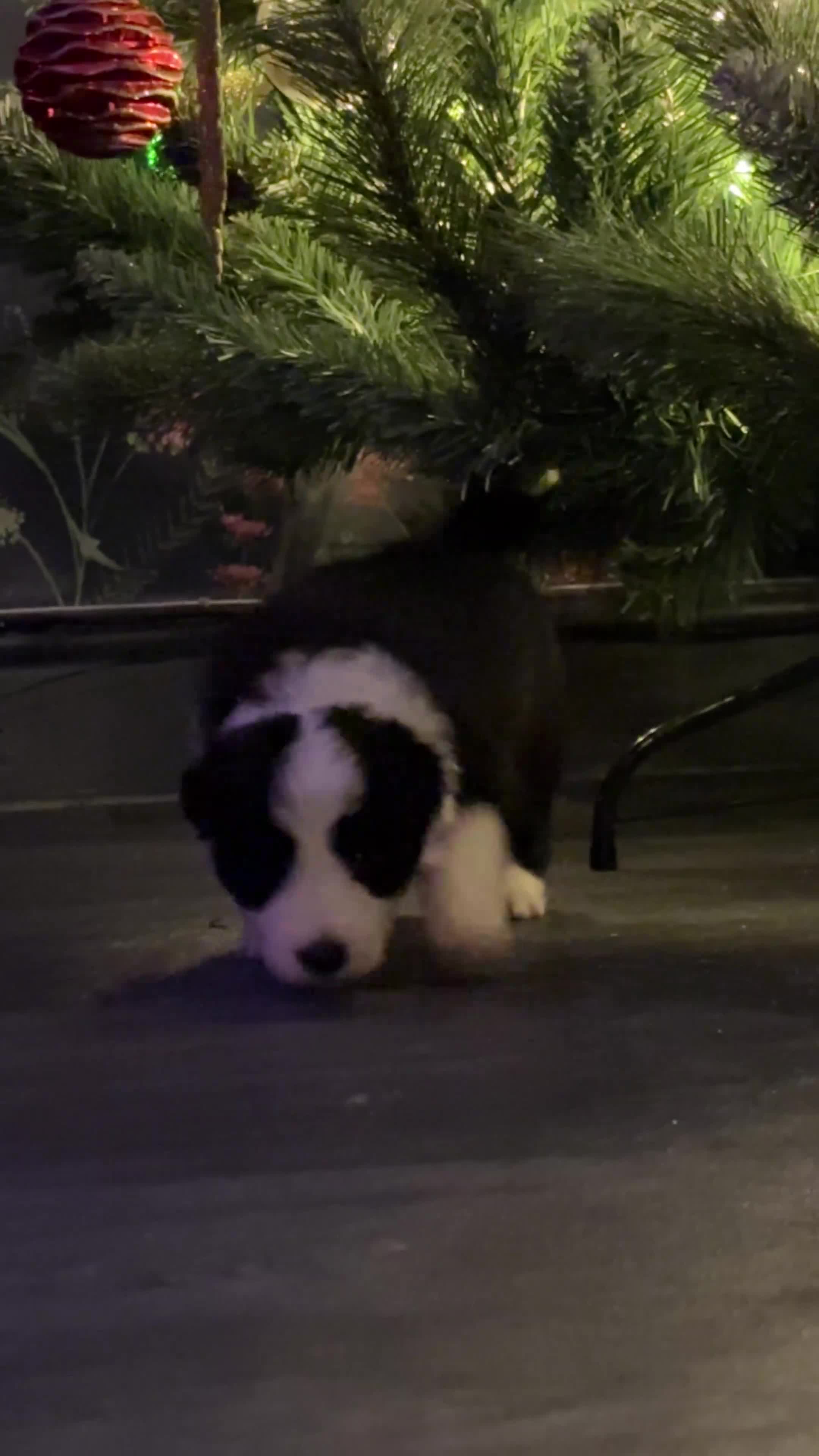 Border Collie dogs for sale: 4 border collie puppies - Video 5