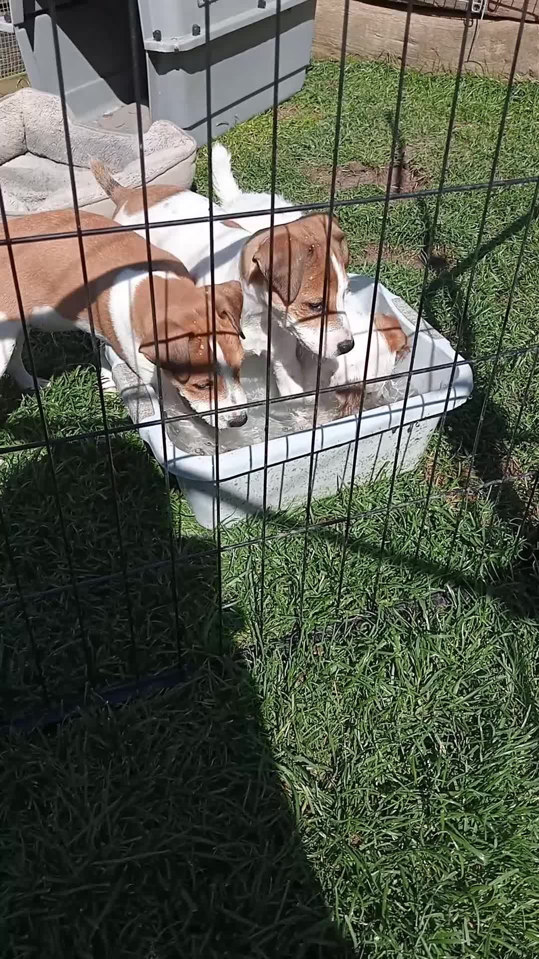 Jack Russell dogs for sale: Jack Russell working bred in Shipston-on-Stour - Video 2