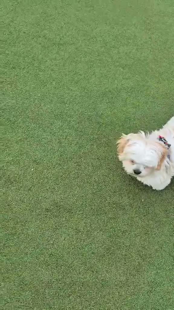 Malshi dogs for sale: Male 6 month old malshi - Video 1