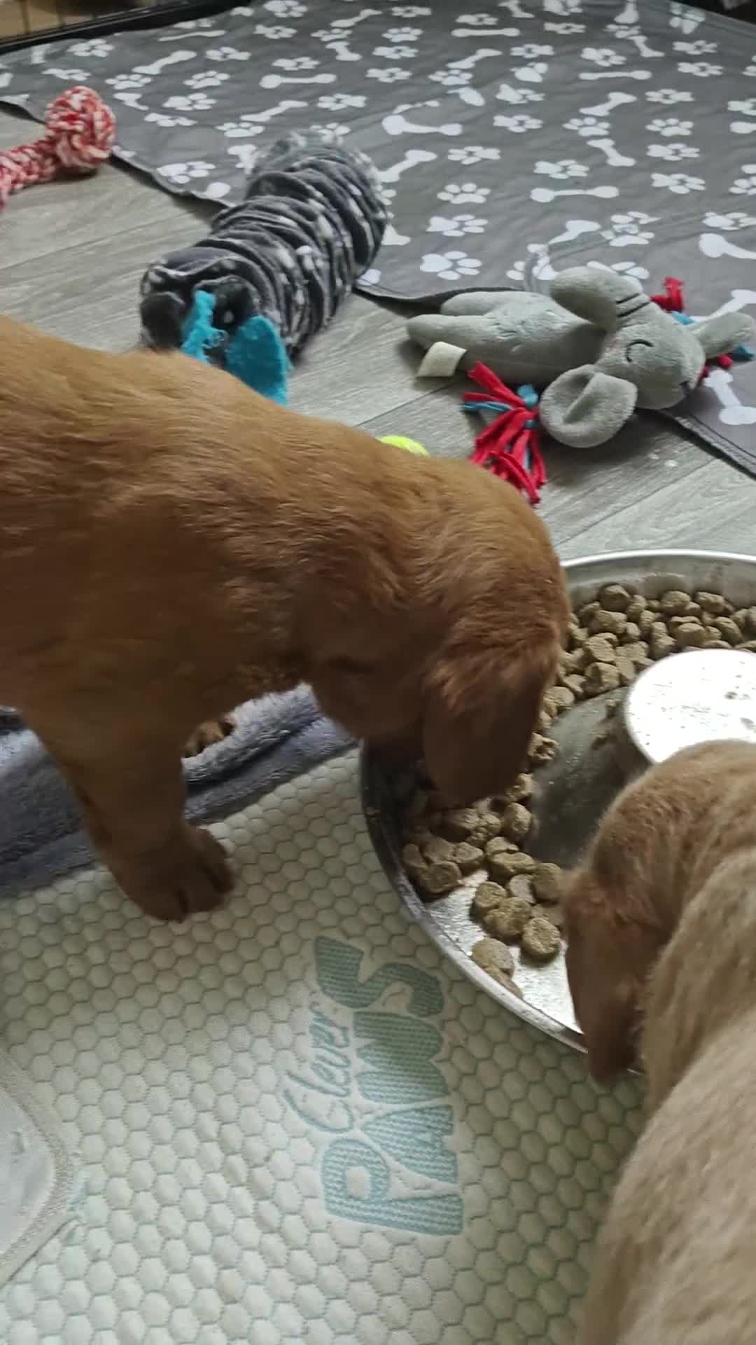Mixed Breed dogs for sale: ✨Health Tested Australian Labradoodles ✨ - Video 3