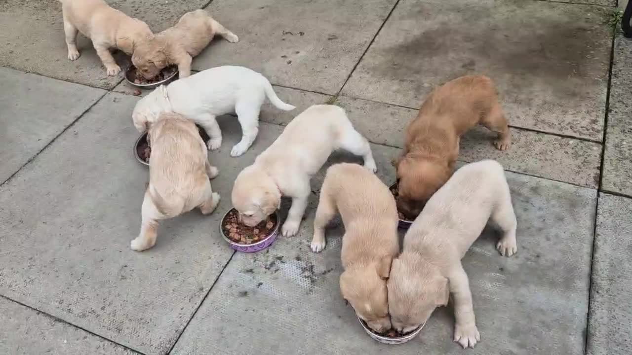 Labradoodle dogs for sale: Labradoodle puppies in Cupar - Video 1