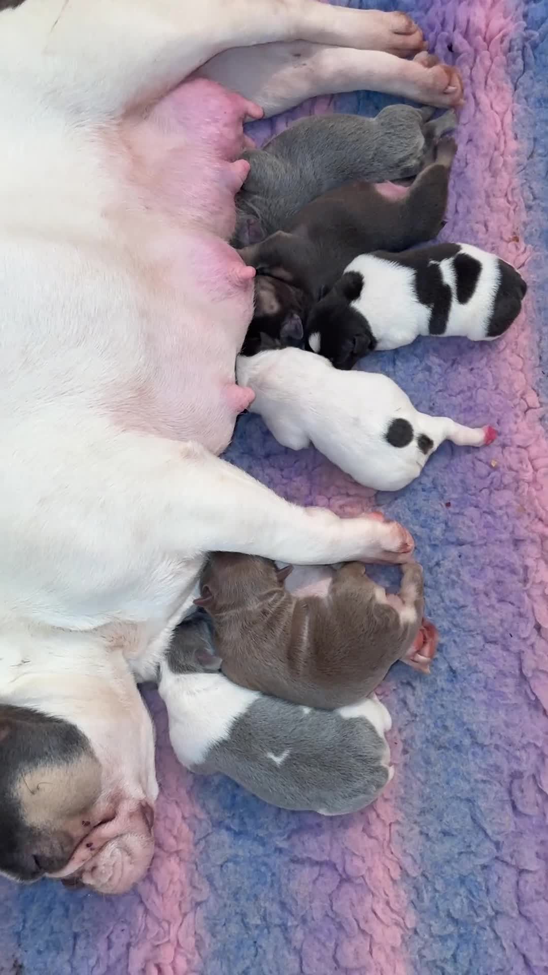 French Bulldog dogs for sale: HIGHLY HEALTH TESTED FRENCHIE PUPS - Video 1