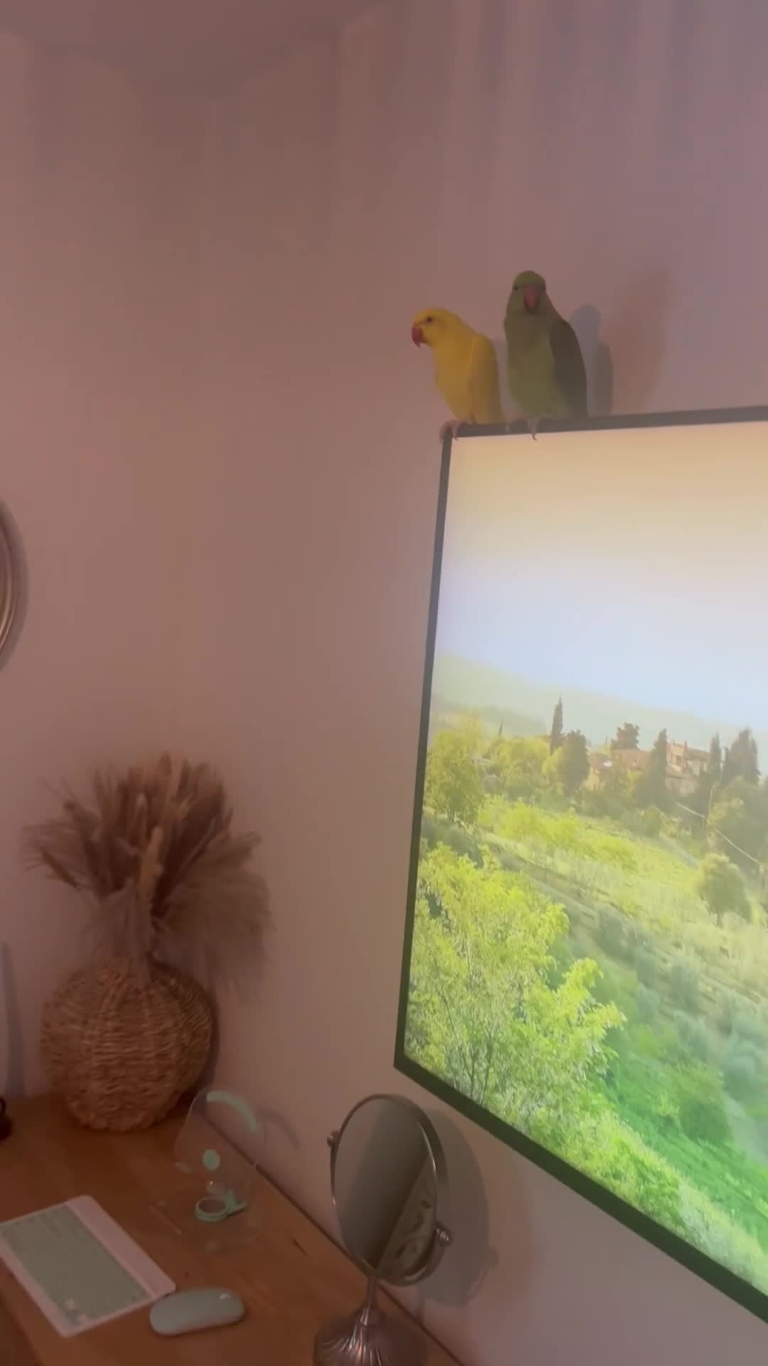 Ringnecks birds for sale: Male and Femele couple + Very good cage - Video 2