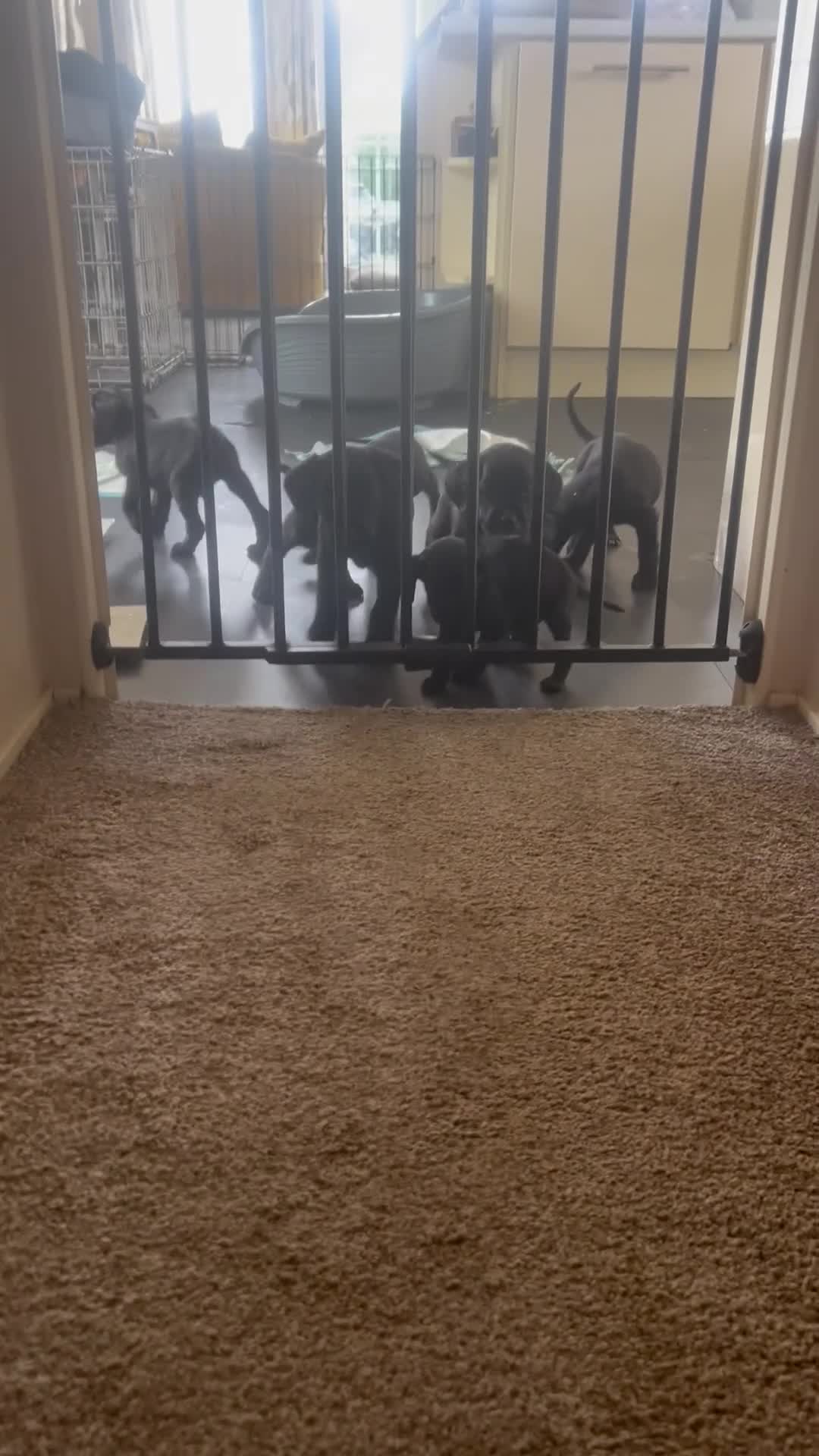 Cockerdor dogs for sale: Cockerdor Labrador Cocker spaniel puppies puppy  in Blackburn - Video 1