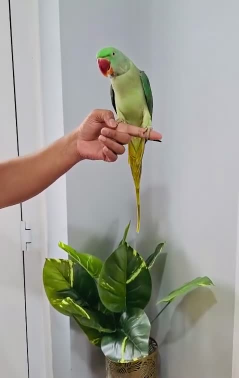 Parrots birds for sale: Beautiful hand tamed parrots for sale. - Video 1
