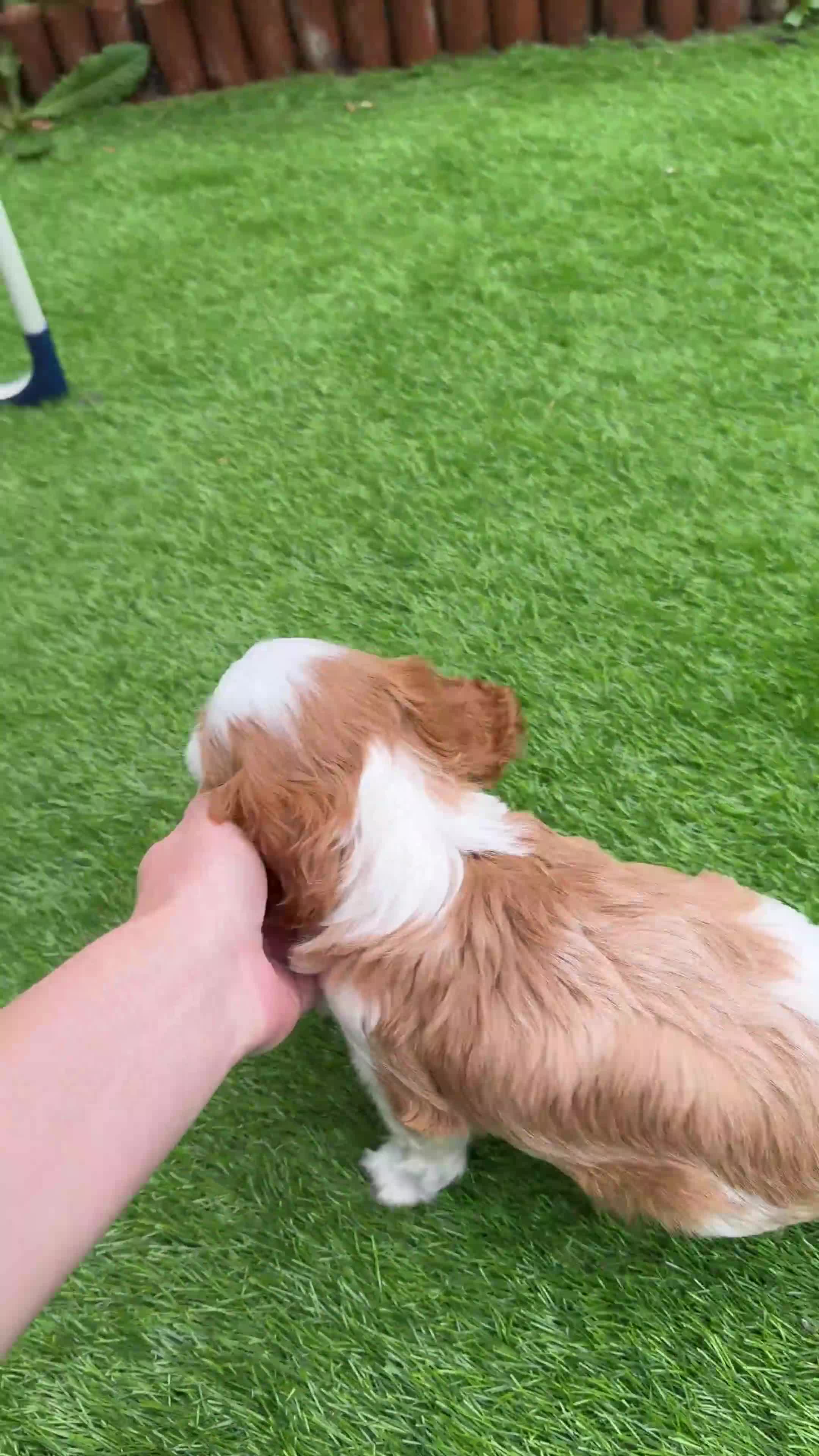 Cavalier King Charles Spaniel dogs for sale: Cavalier Boy Available - Video 1