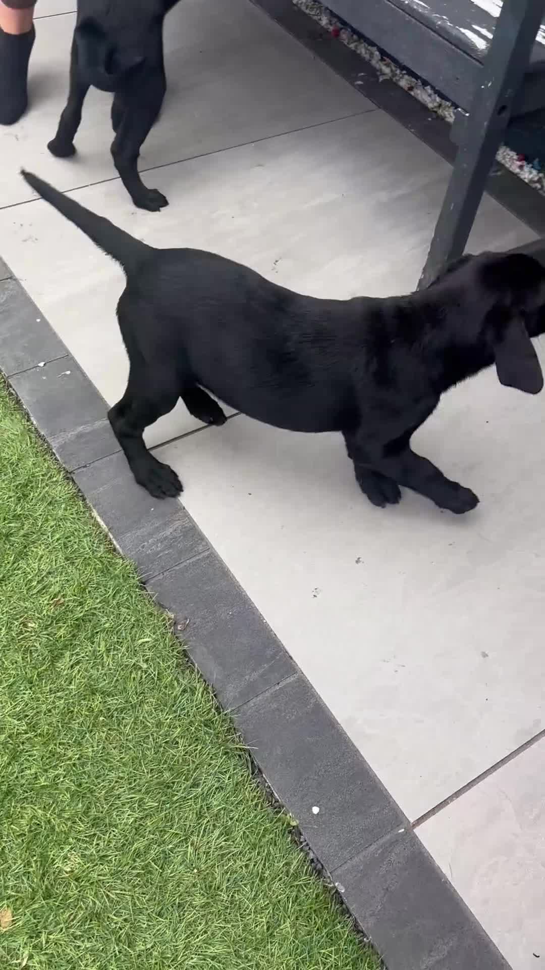 Labrador Retriever dogs for sale: Black lab 1 girl remaining reduced not 2 be missed - Video 3