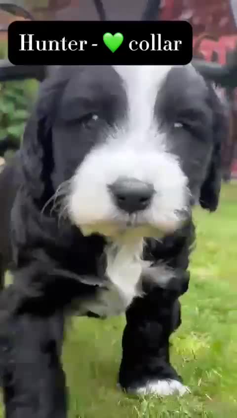 Mixed Breed dogs for sale: Tibetan Terrier x cockerpoo  - Video 3