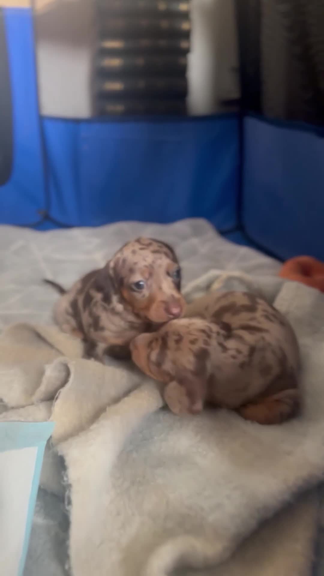 Dachshund dogs for sale: Dachshund Puppies Looking for forever Homes - Video 2